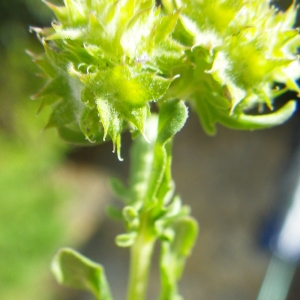 Photographie n°68631 du taxon Valerianella discoidea (L.) Loisel. [1810]