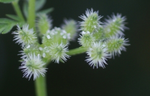 Liliane Roubaudi, le  4 avril 2012 (Vergèze)