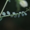  Liliane Roubaudi - Vicia hybrida L. [1753]