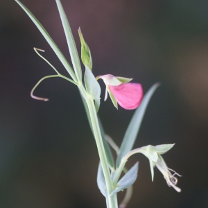 Photographie n°68678 du taxon Lathyrus cicera L. [1753]