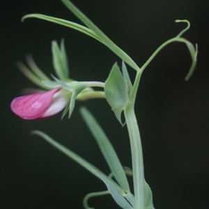 Photographie n°68679 du taxon Lathyrus cicera L. [1753]