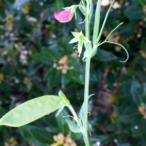 Photographie n°68680 du taxon Lathyrus cicera L. [1753]