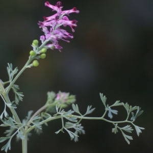 Photographie n°68682 du taxon Fumaria vaillantii Loisel. [1809]