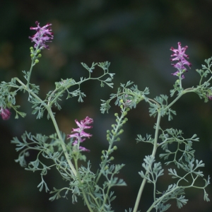 Photographie n°68685 du taxon Fumaria vaillantii Loisel. [1809]