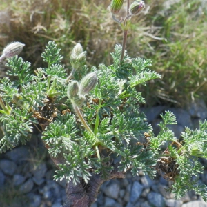 Photographie n°68693 du taxon Erodium foetidum (L.) L'Hér. [1802]