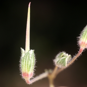 Photographie n°68697 du taxon Erodium foetidum (L.) L'Hér. [1802]