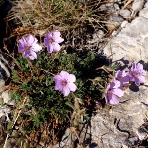 Photographie n°68699 du taxon Erodium foetidum (L.) L'Hér. [1802]