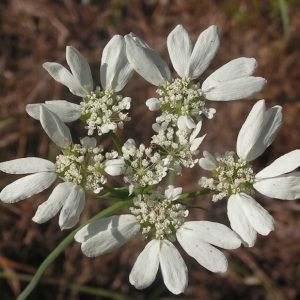 Tordylium apulum L. (Tordyle d'Apulie)