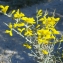  Liliane Roubaudi - Genista scorpius (L.) DC. [1805]