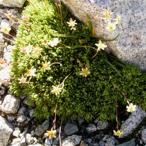 Photographie n°68734 du taxon Saxifraga exarata subsp. moschata (Wulfen) Cavill. [1913]