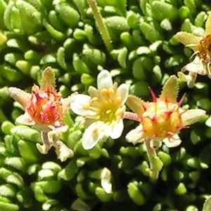 Saxifraga muscoides subsp. confusa (Luizet) Cadevall (Saxifrage musquée)
