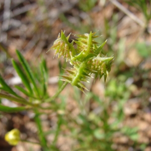 Photographie n°68764 du taxon Ranunculus arvensis L. [1753]