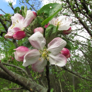 Photographie n°68767 du taxon Malus sylvestris Mill. [1768]