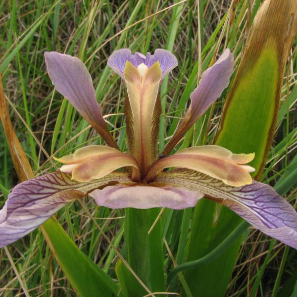 Iris foetidissima L. [1753] [nn35917] par Annick Larbouillat le 25/05/2007 - Bretignolles-sur-Mer