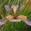Iris foetidissima L. [1753] [nn35917] par ann2005 le 25/05/2007 - Bretignolles-sur-Mer