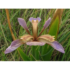 iris foetidissima 2007-05-25.jpg