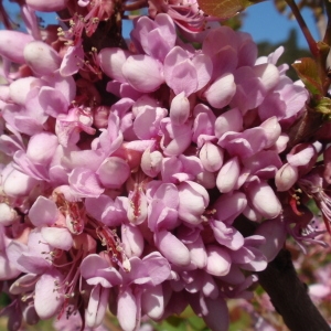 Photographie n°68771 du taxon Cercis siliquastrum L. [1753]