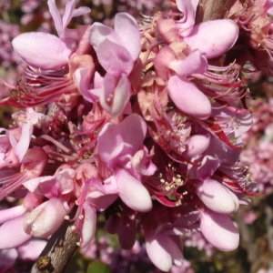 Photographie n°68773 du taxon Cercis siliquastrum L. [1753]