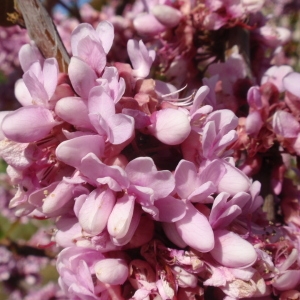 Photographie n°68774 du taxon Cercis siliquastrum L. [1753]