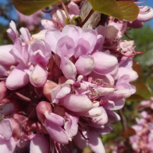 Photographie n°68775 du taxon Cercis siliquastrum L. [1753]