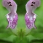  Annick Larbouillat - Lamium maculatum (L.) L. [1763]