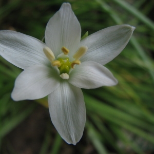 Ornithogalum gussonei Ten.