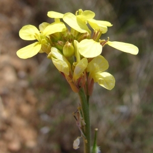 Photographie n°68780 du taxon Rapistrum rugosum (L.) All. [1785]