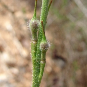 Photographie n°68781 du taxon Rapistrum rugosum (L.) All. [1785]