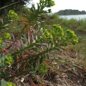 Photographie n°68784 du taxon Euphorbia portlandica L. [1753]