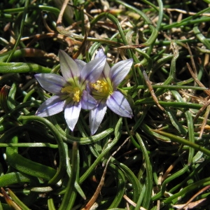 Photographie n°68785 du taxon Romulea columnae Sebast. & Mauri [1818]