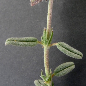 Photographie n°68793 du taxon Helianthemum hirtum (L.) Mill. [1768]