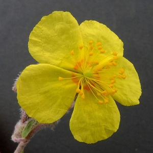 Helianthemum hirtum (L.) Mill. (Hélianthème hérissé)