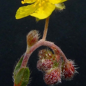 Photographie n°68796 du taxon Helianthemum oelandicum subsp. italicum (L.) Ces. [1844]