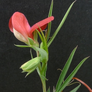 Photographie n°68802 du taxon Lathyrus cicera L. [1753]