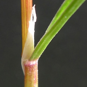 Poa bulbosa L. subsp. bulbosa var. bulbosa