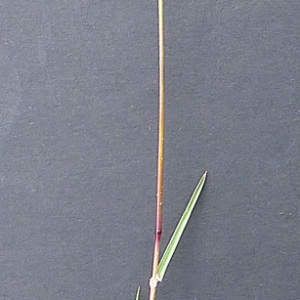 Photographie n°68808 du taxon Poa bulbosa var. bulbosa