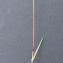  Bertrand BUI - Poa bulbosa var. bulbosa