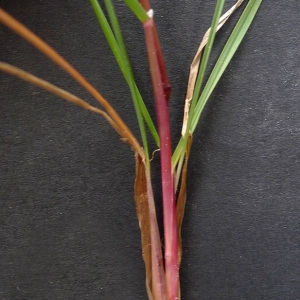  - Poa bulbosa var. bulbosa