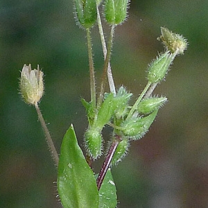 Photographie n°68816 du taxon Stellaria pallida (Dumort.) Piré [1863]