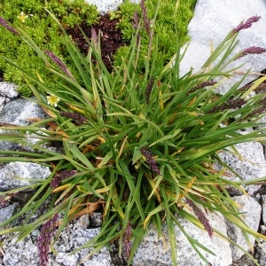 Photographie n°68829 du taxon Sesleria caerulea (L.) Ard. [1763]