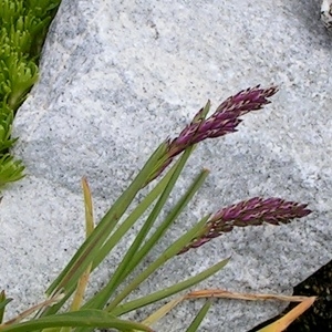 Photographie n°68830 du taxon Sesleria caerulea (L.) Ard. [1763]