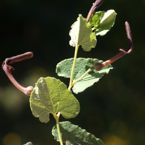 Photographie n°68832 du taxon Aristolochia pistolochia L. [1753]