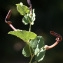  Liliane Roubaudi - Aristolochia pistolochia L. [1753]