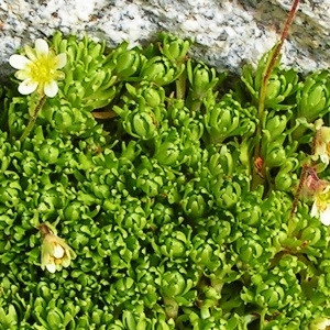 Photographie n°68835 du taxon Saxifraga exarata subsp. moschata (Wulfen) Cavill. [1913]