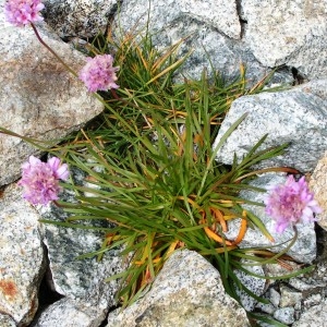 Armeria ruscinonensis subsp. littorifuga (Bernis) Malag. (Arméria de Foucaud)