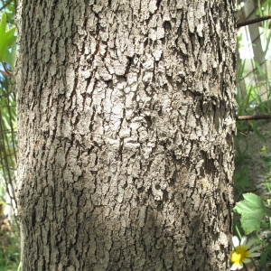 Photographie n°68849 du taxon Platanus orientalis L. [1753]