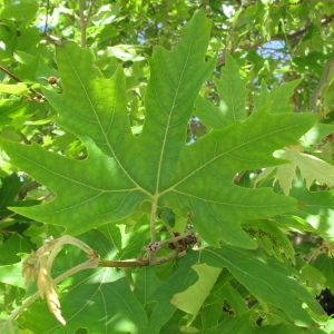 Photographie n°68850 du taxon Platanus orientalis L. [1753]