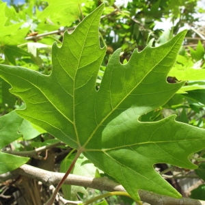 Photographie n°68851 du taxon Platanus orientalis L. [1753]