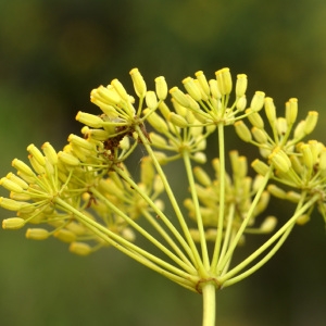 Photographie n°68857 du taxon Bupleurum fruticosum L. [1753]