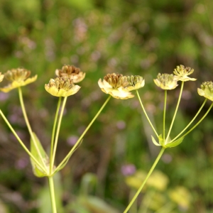 Photographie n°68863 du taxon Bupleurum stellatum L. [1753]